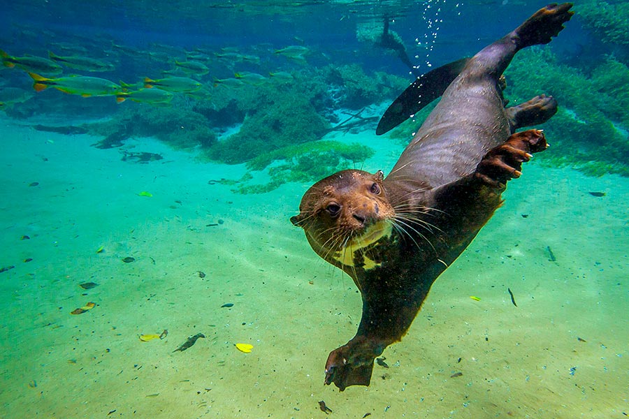 Explore Bonito in Brazil