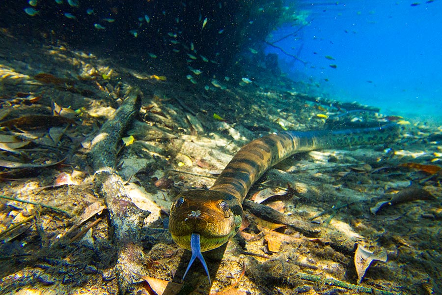 Explore Bonito in Brazil