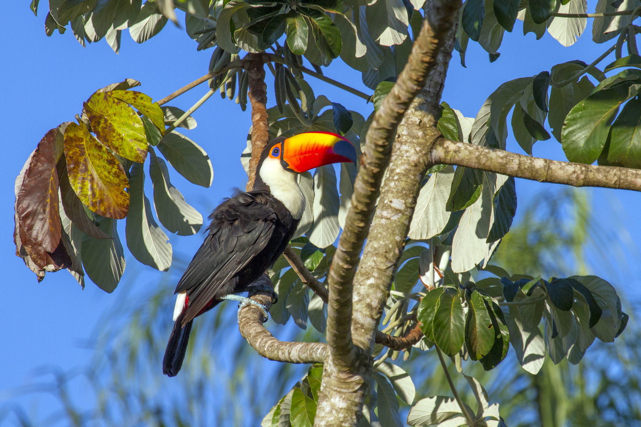 Explore Bonito in Brazil