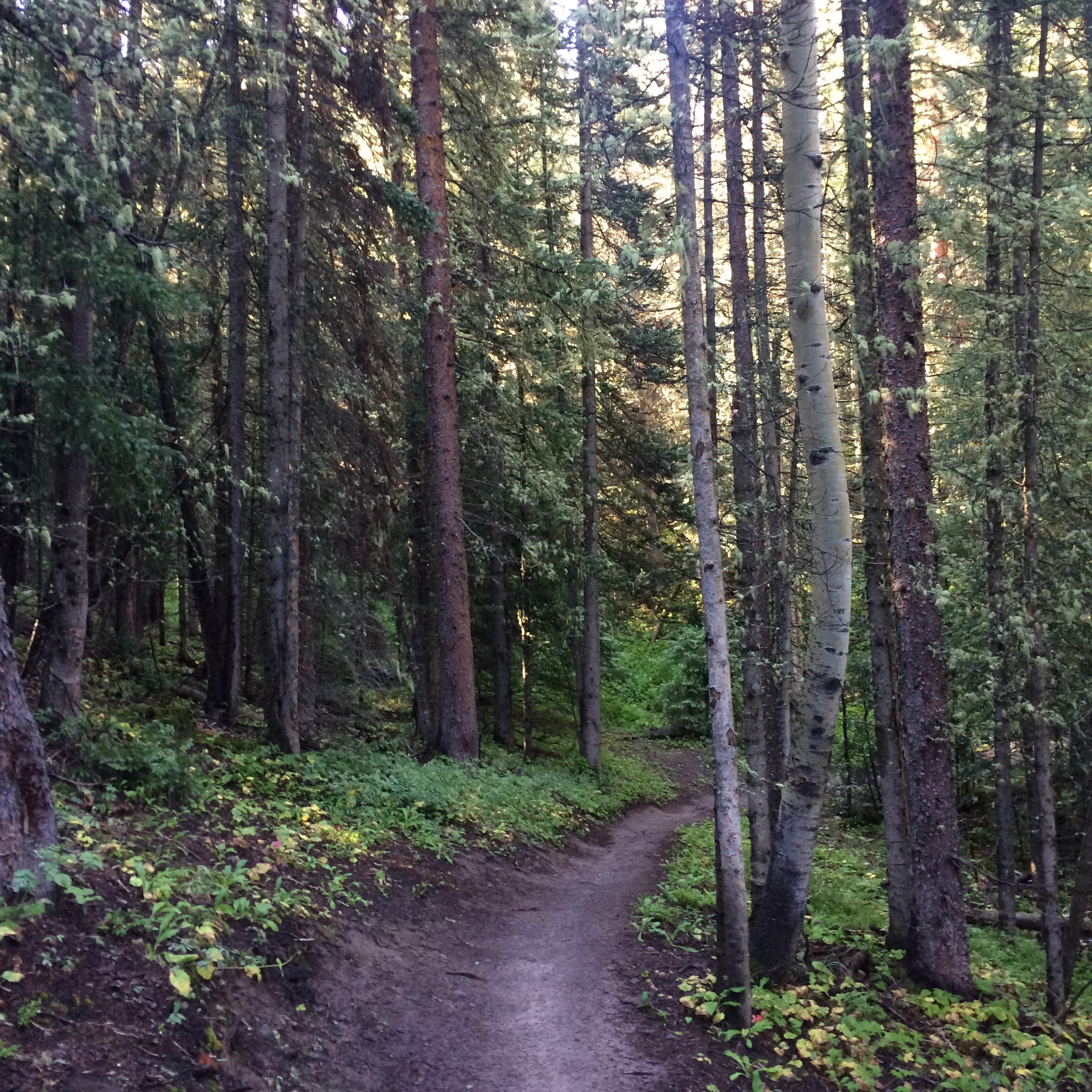 Mountain Bike Village Trail 