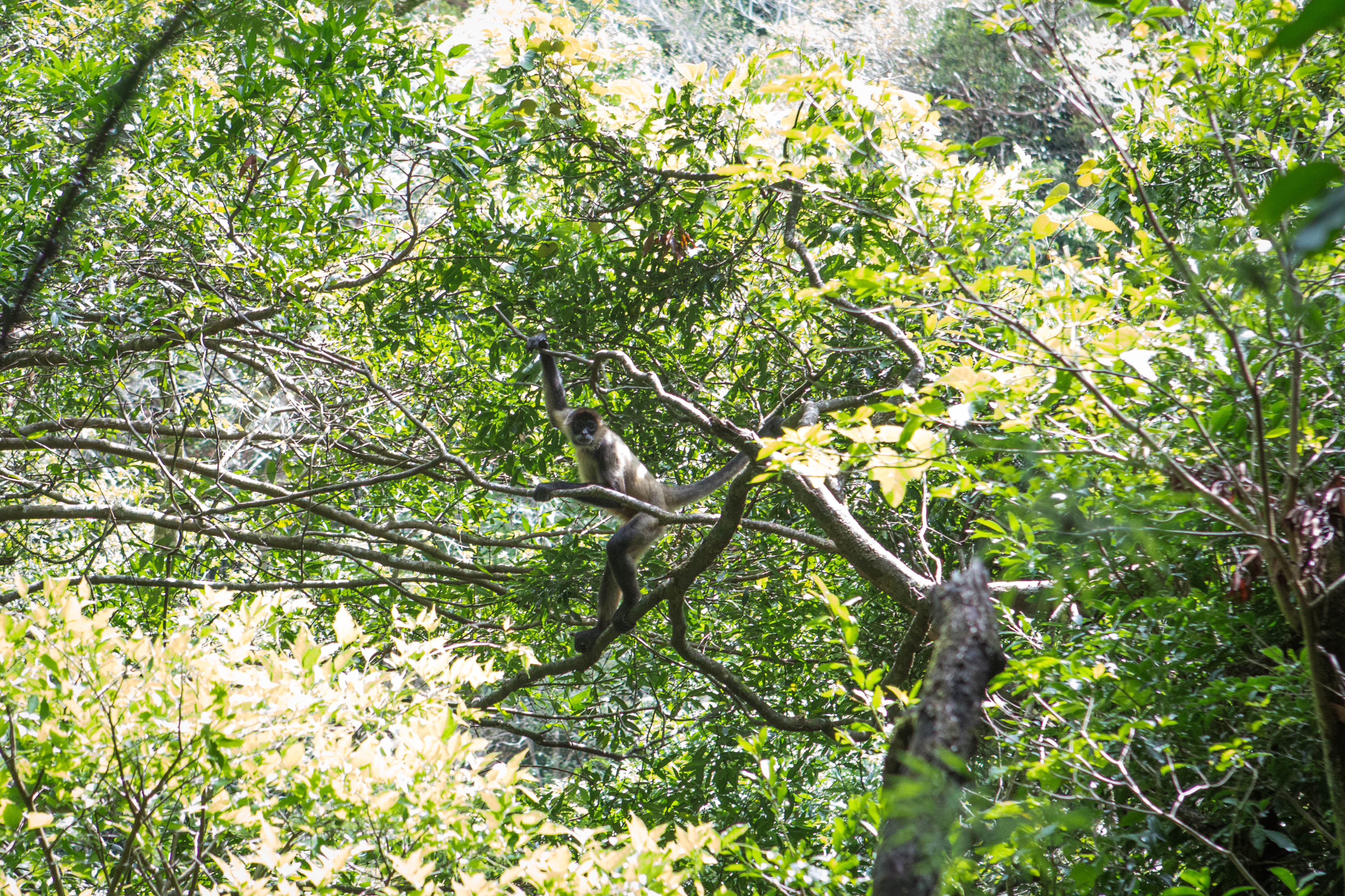 Las Pailas Trail Loop