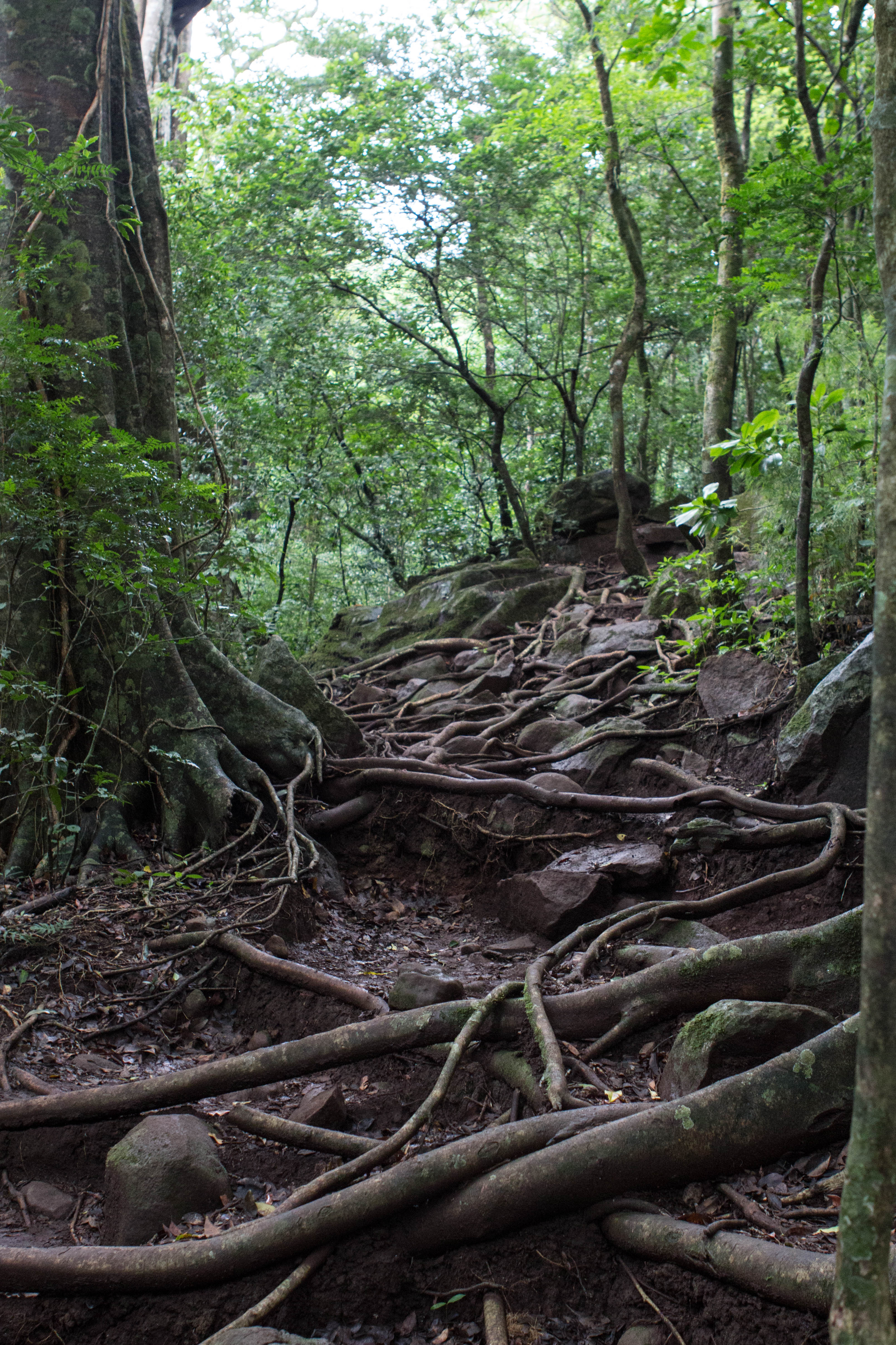 Las Pailas Trail Loop