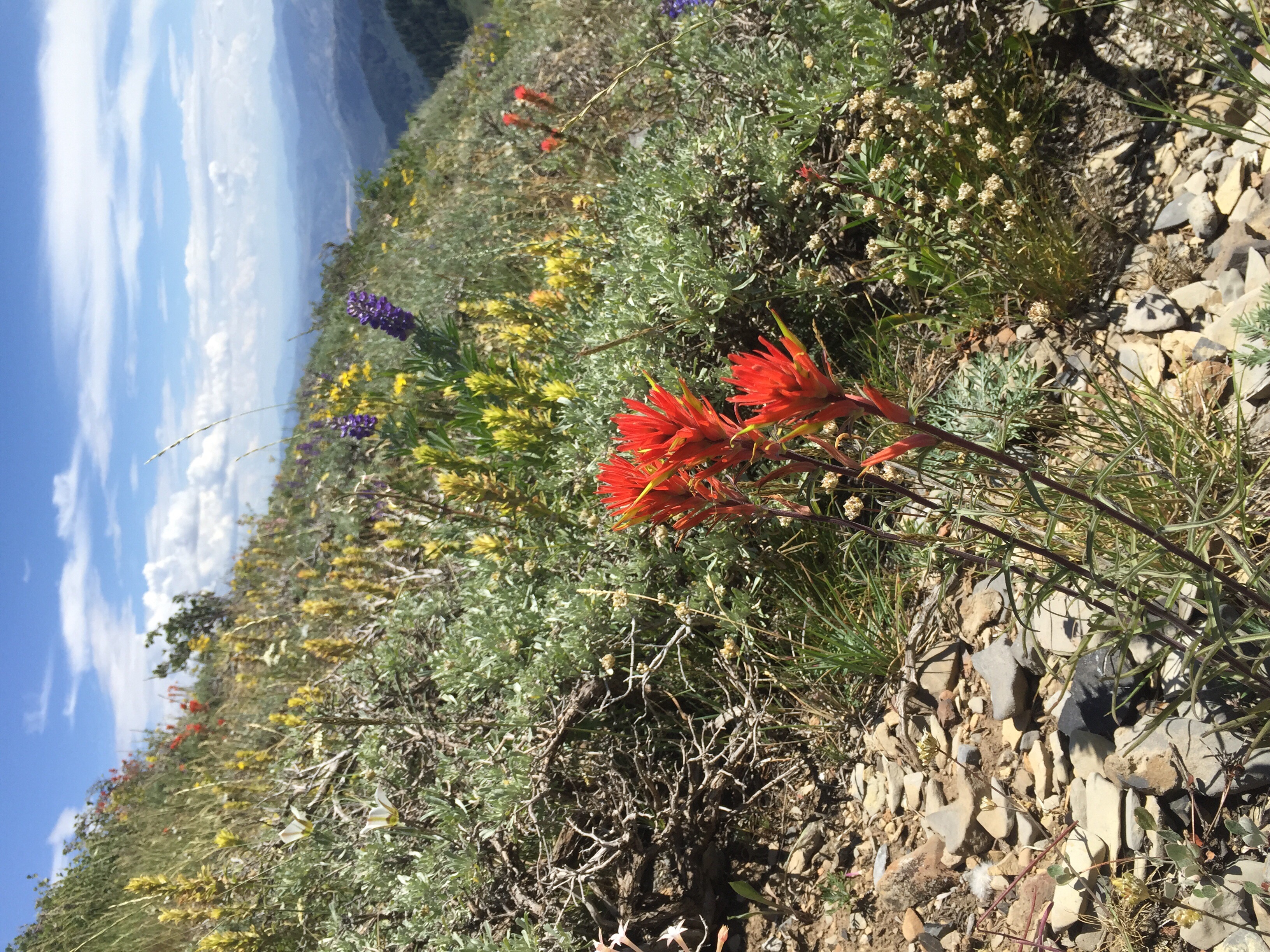 Box Elder Peak