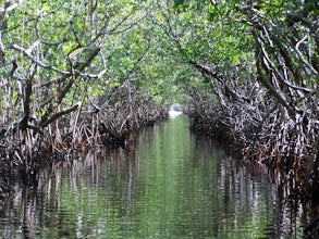 Kayak the South Lido Mangrove Tunnels