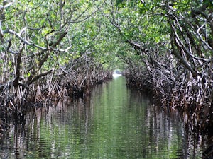Kayak the South Lido Mangrove Tunnels