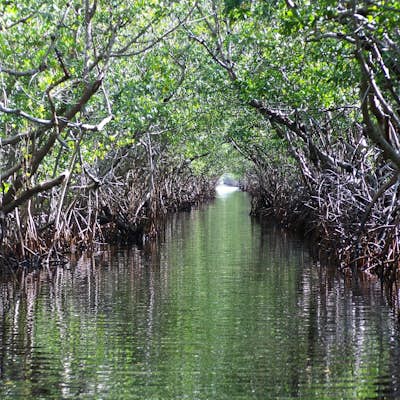 Kayak the South Lido Mangrove Tunnels