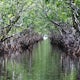 Kayak the South Lido Mangrove Tunnels