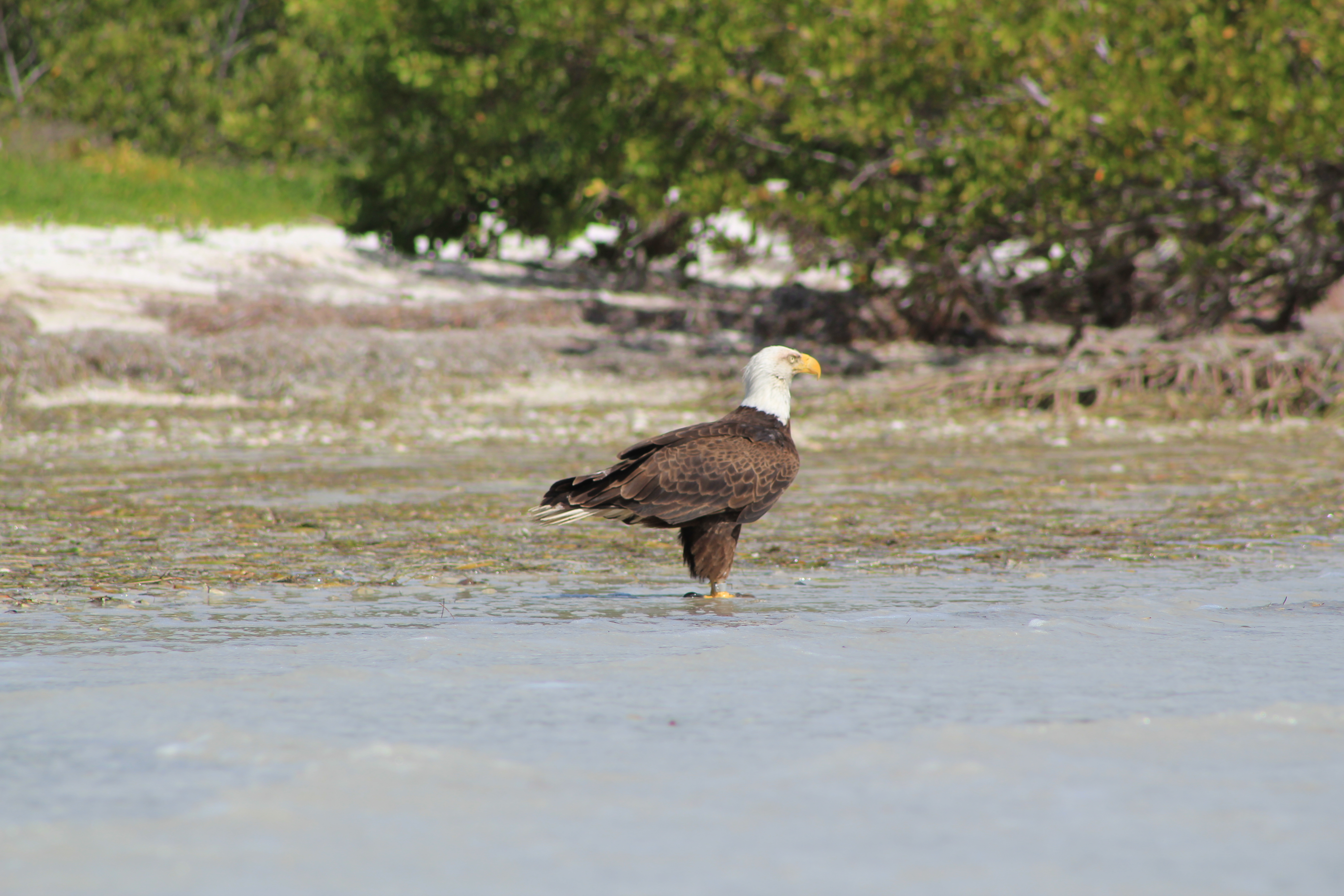 Kayak Camp on the East Cape, FL