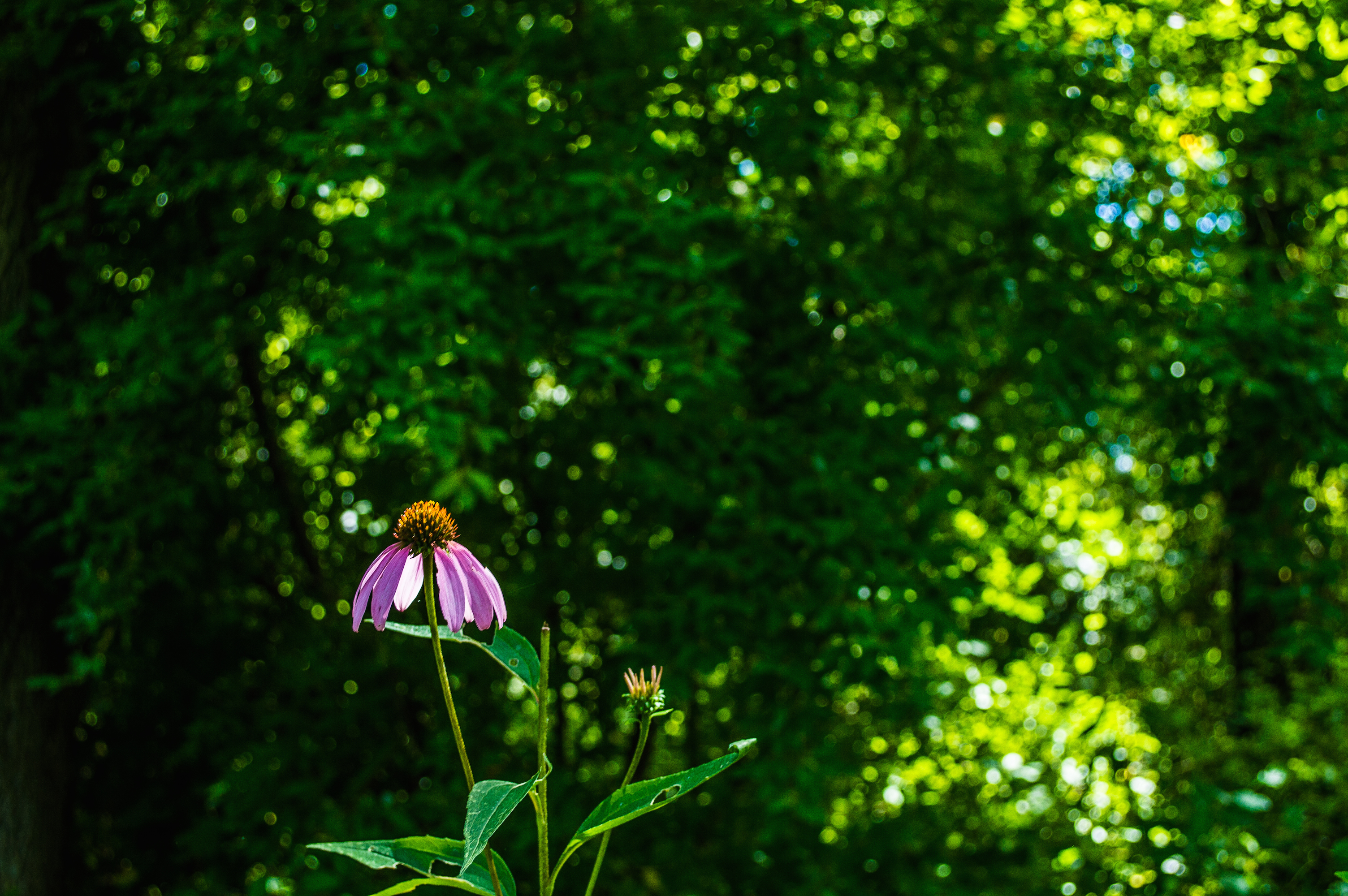 Hike Shooting Star Bluffs