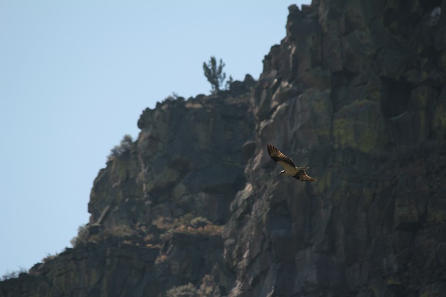 Fly Fish Crooked River