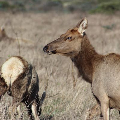 Tomales Point Tule Elk Reserve