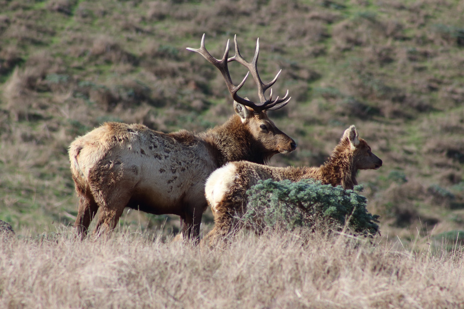 Photo of Tomales Point Tule Elk Reserve