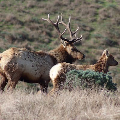 Tomales Point Tule Elk Reserve