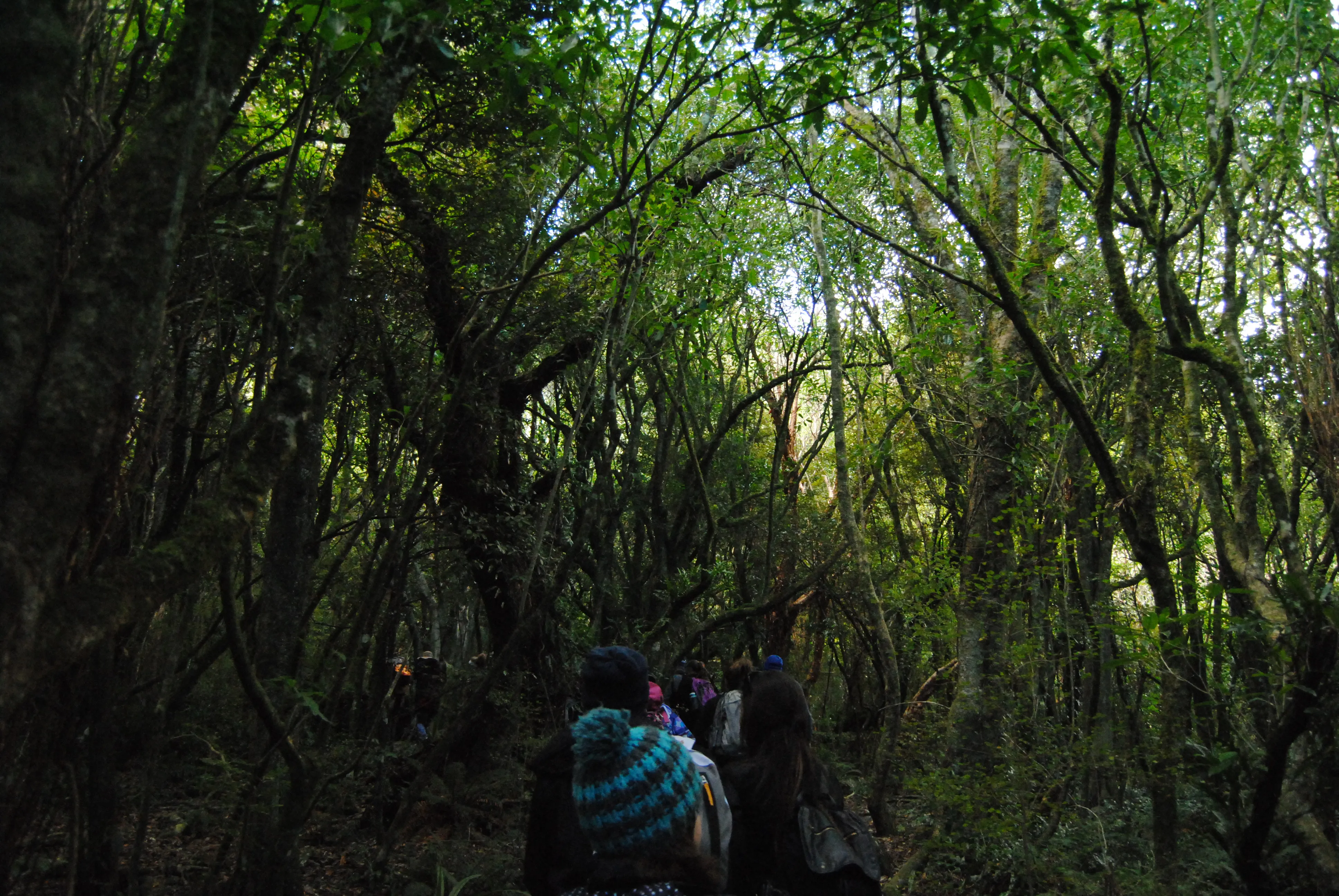 Pineapple Track, Dunedin