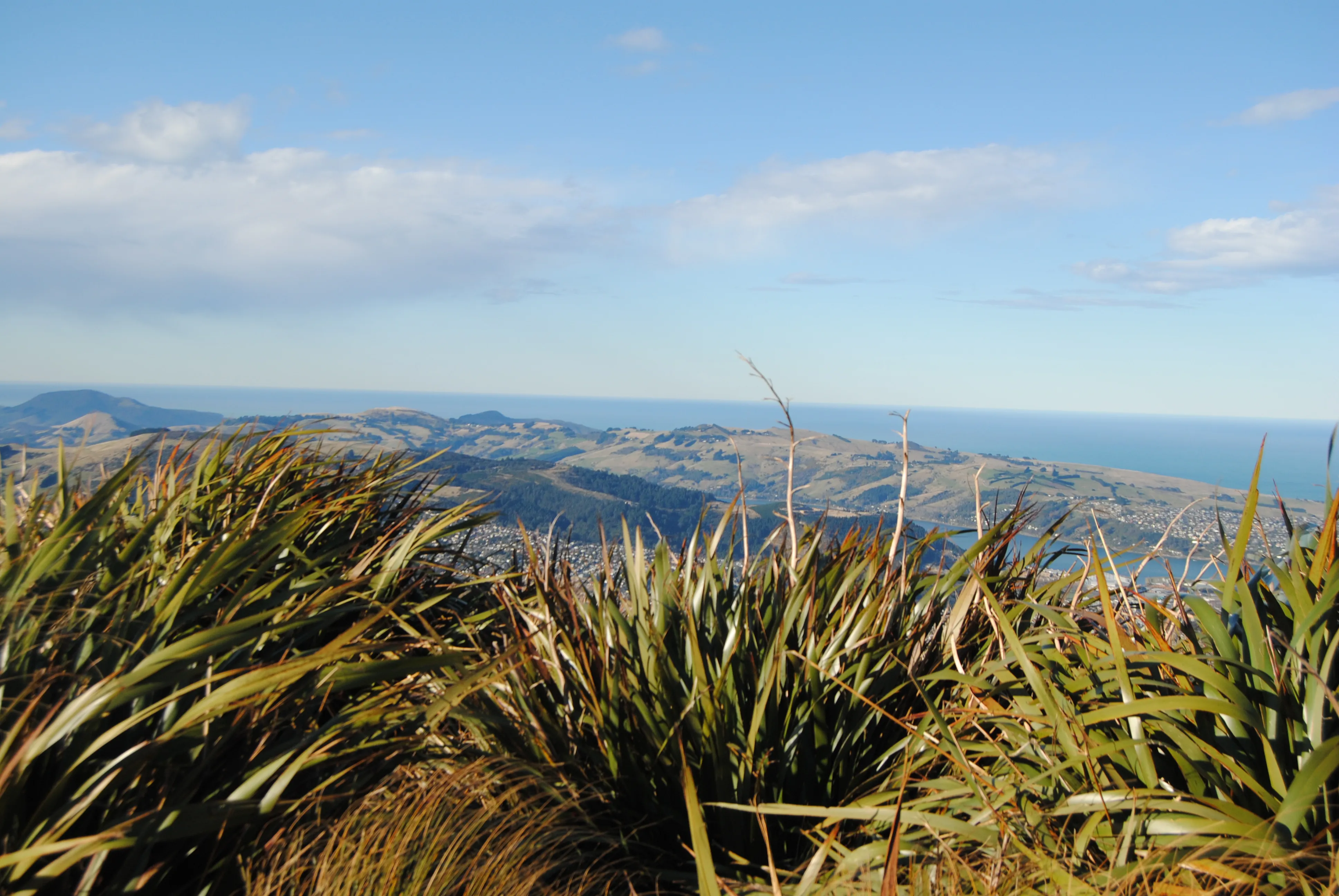 Pineapple Track, Dunedin