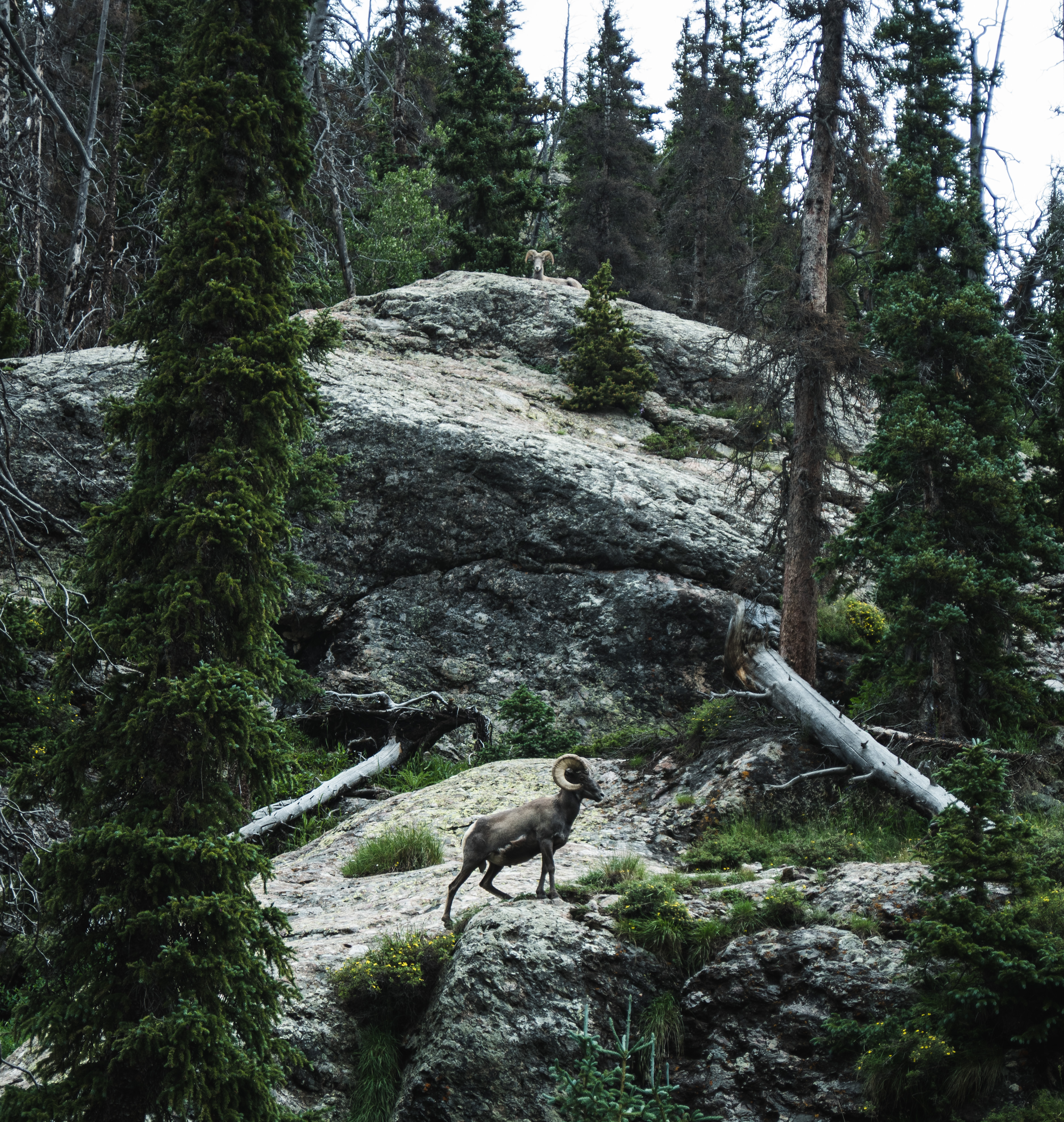 Camp at Mosca Campground