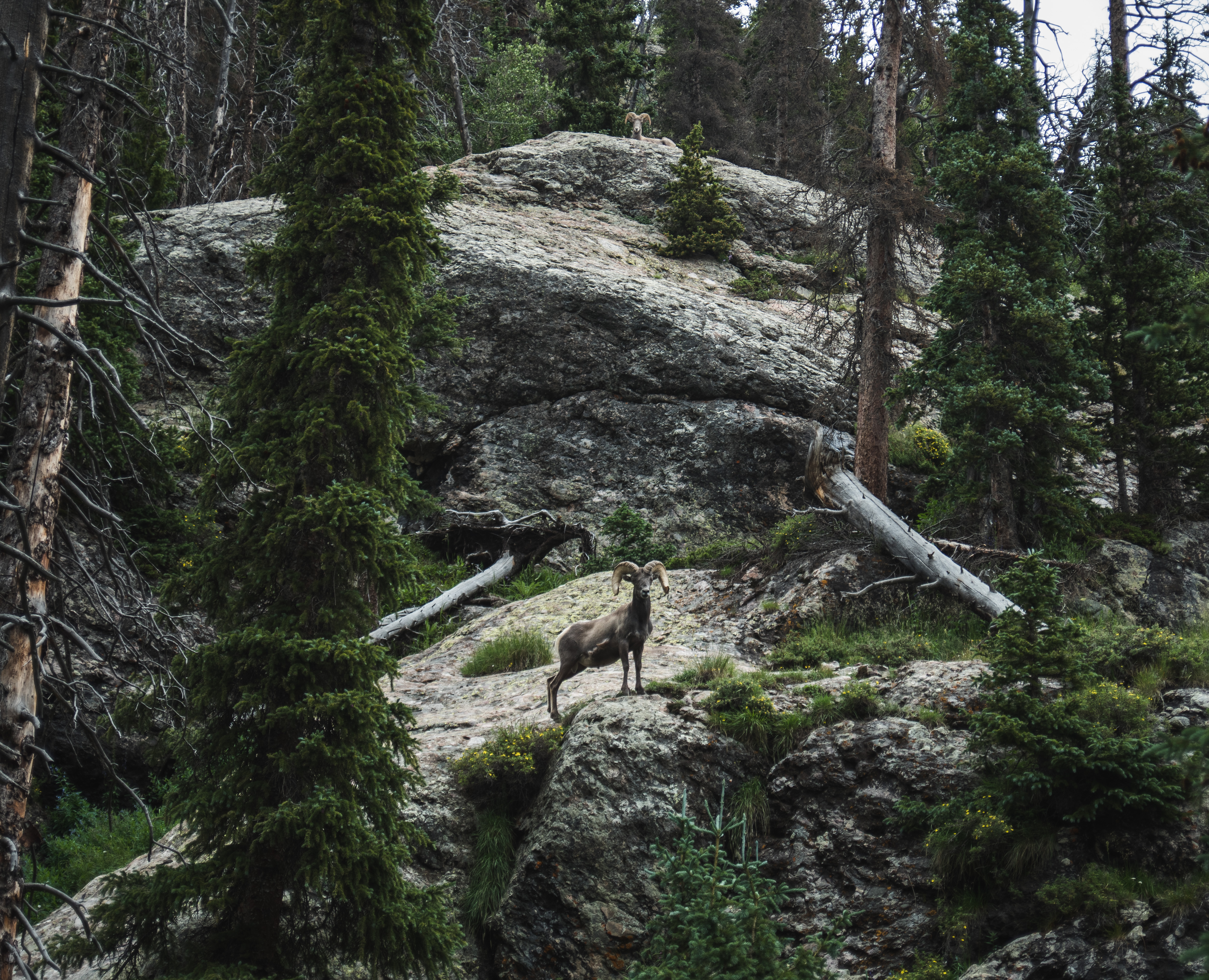 Willow Lake Trail