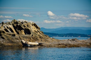 Kayak Sucia Island