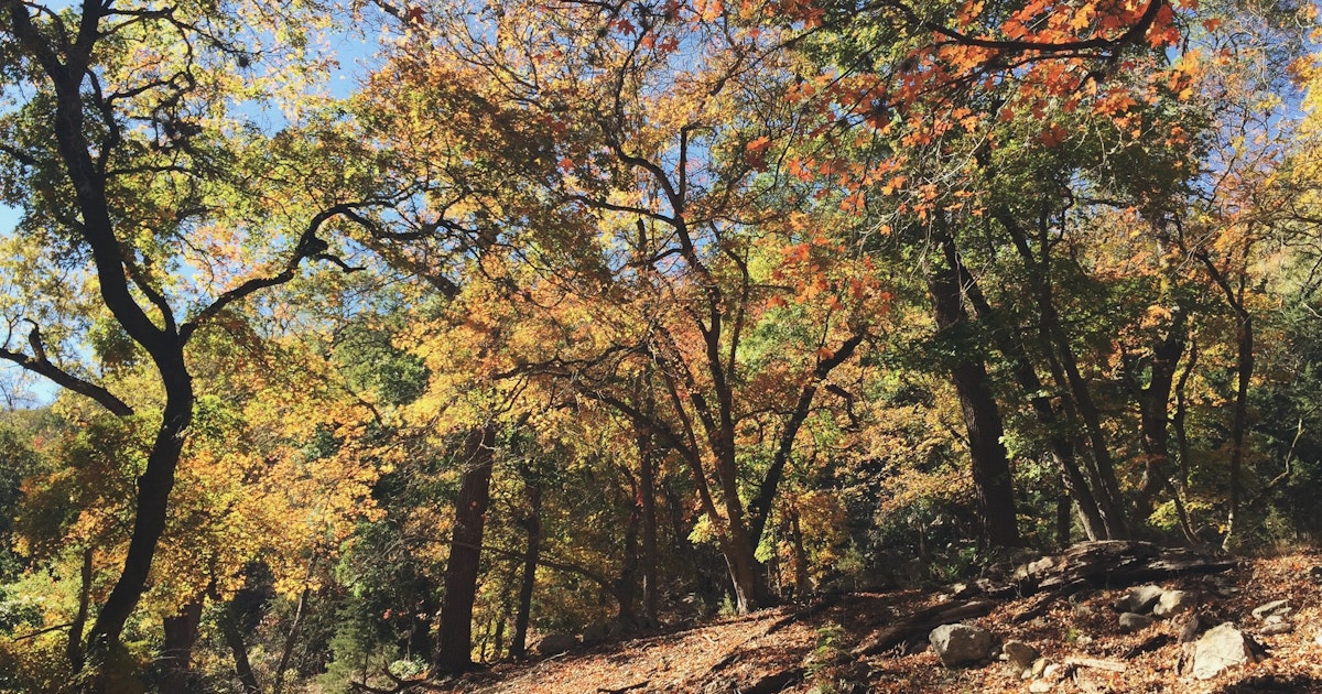 Maple Hill Auto >> Hike the East Trail at Lost Maples, East Trailhead, Lost Maples Natural Area Maple Hill Auto >> Hike the East Trail at Lost Maples, East Trailhead, Lost Maples Natural Area