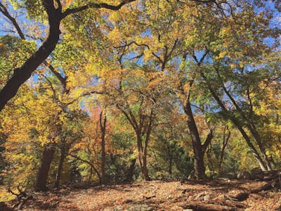 Hike the East Trail at Lost Maples