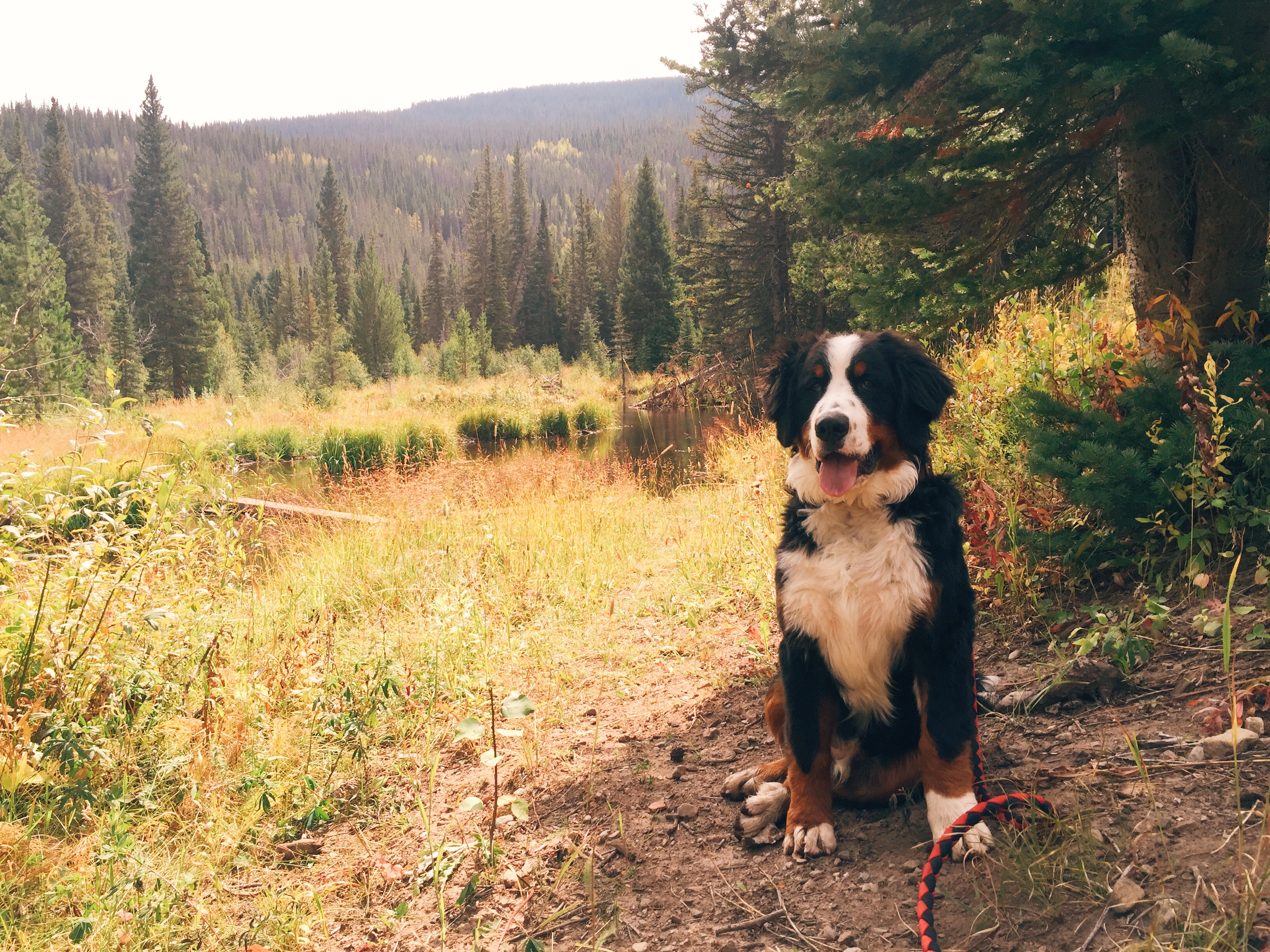 adventure dog breeds