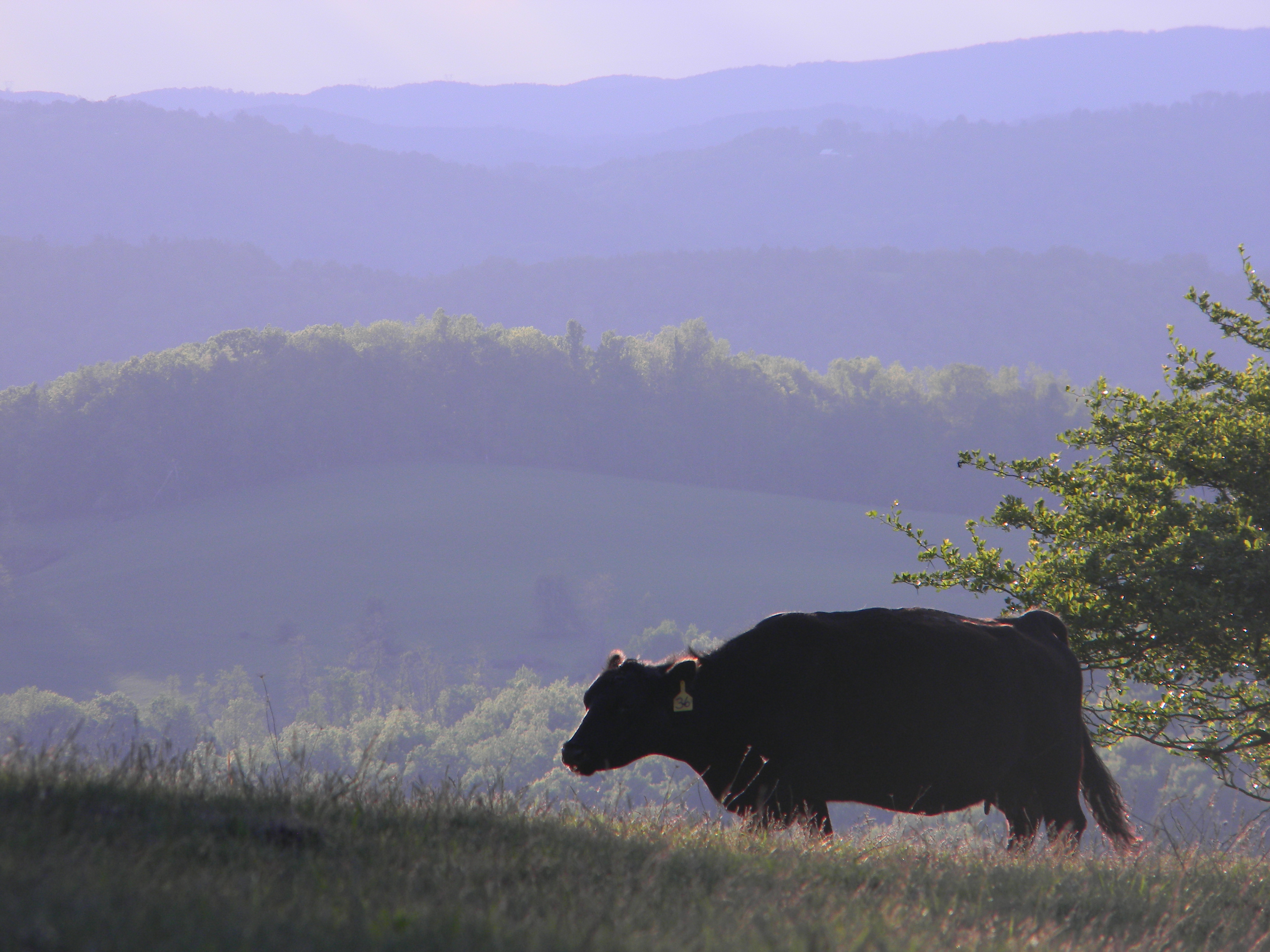 Hike Rock Castle Gorge