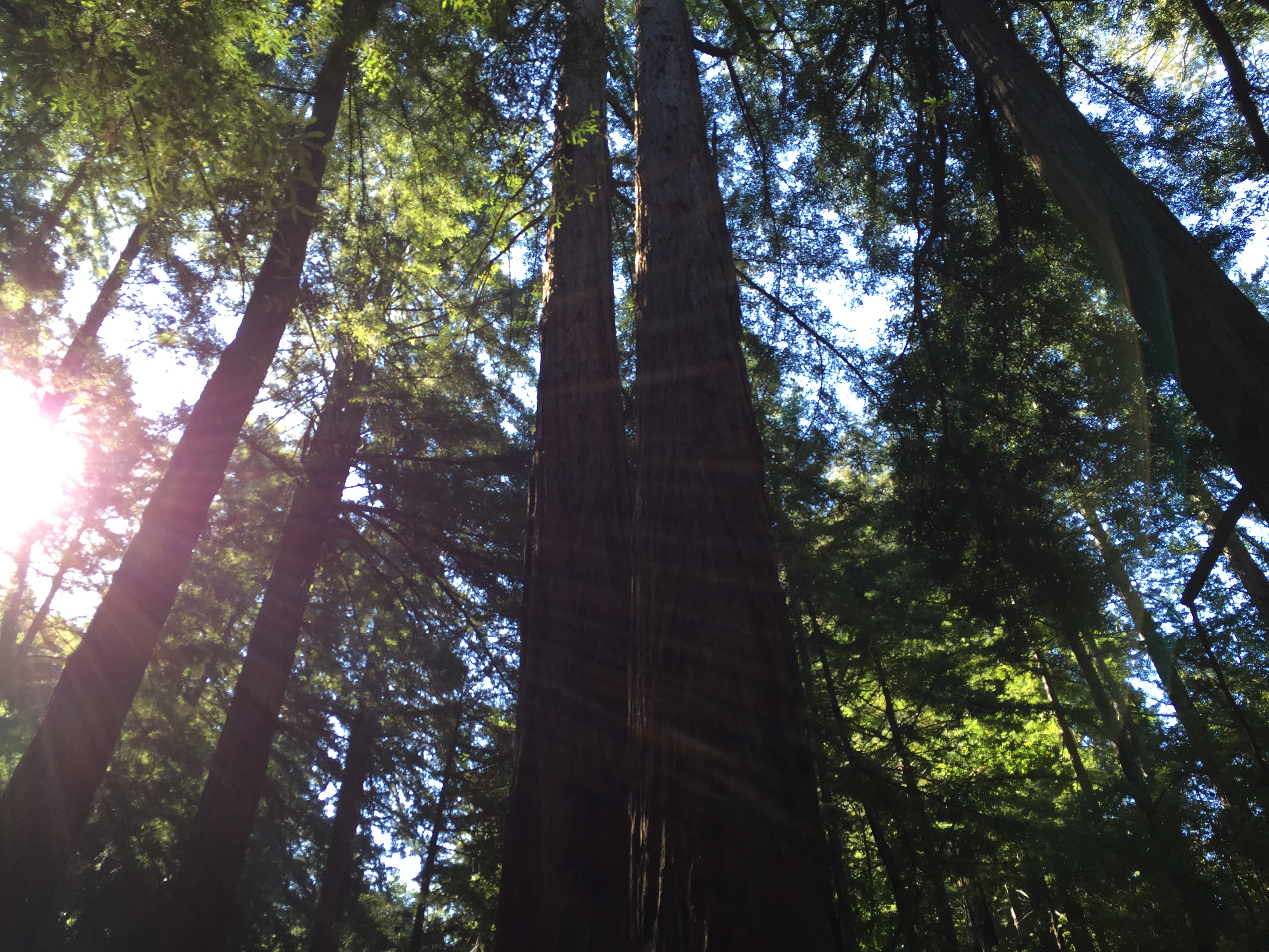 Camp at Ventana Campground, Big Sur