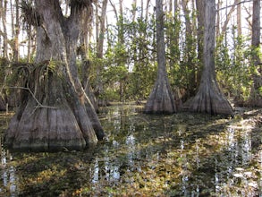 Hike the Gator Hook Trail