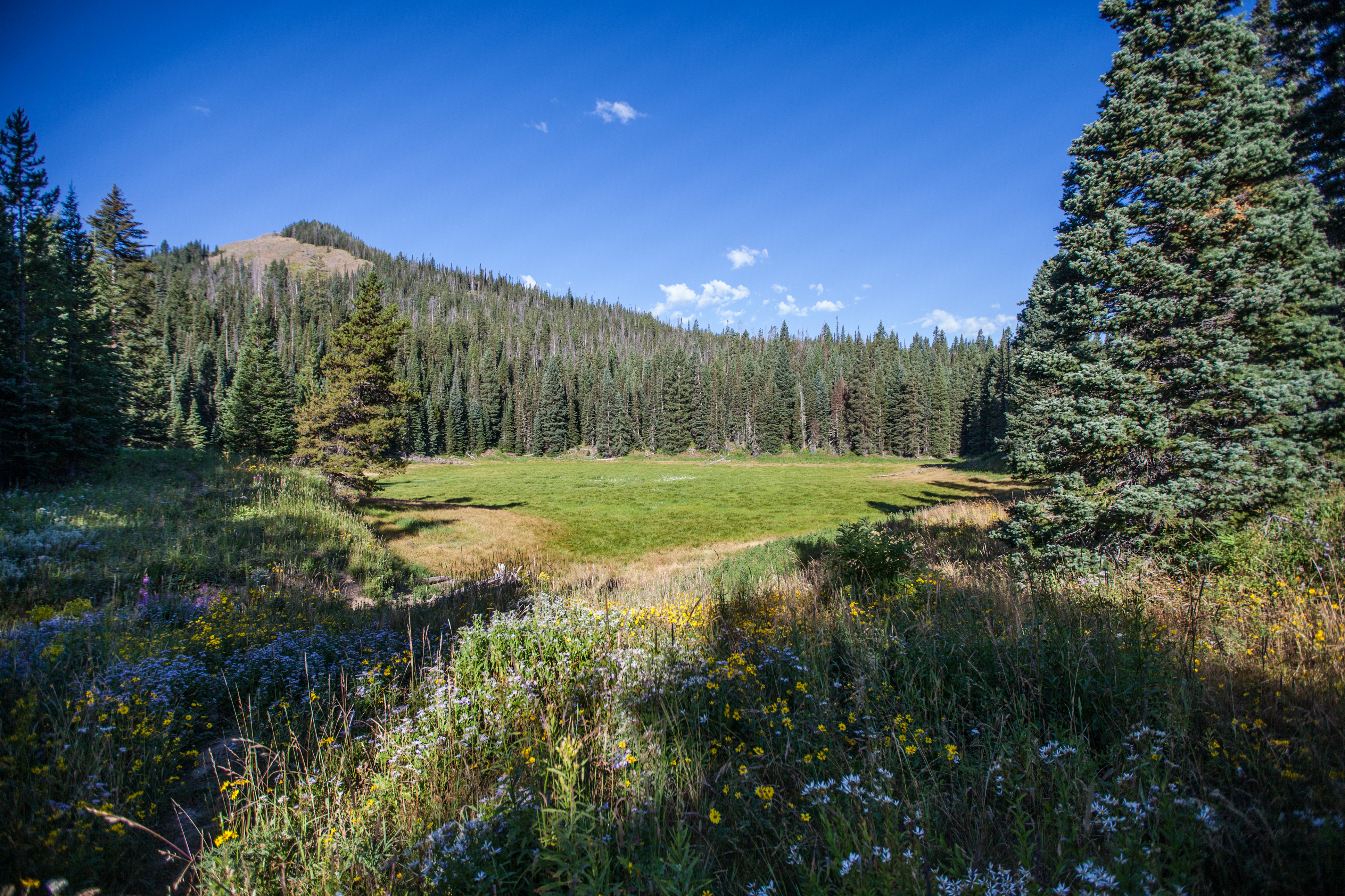 Camp Near Little Muddy Creek, Routt National Forest