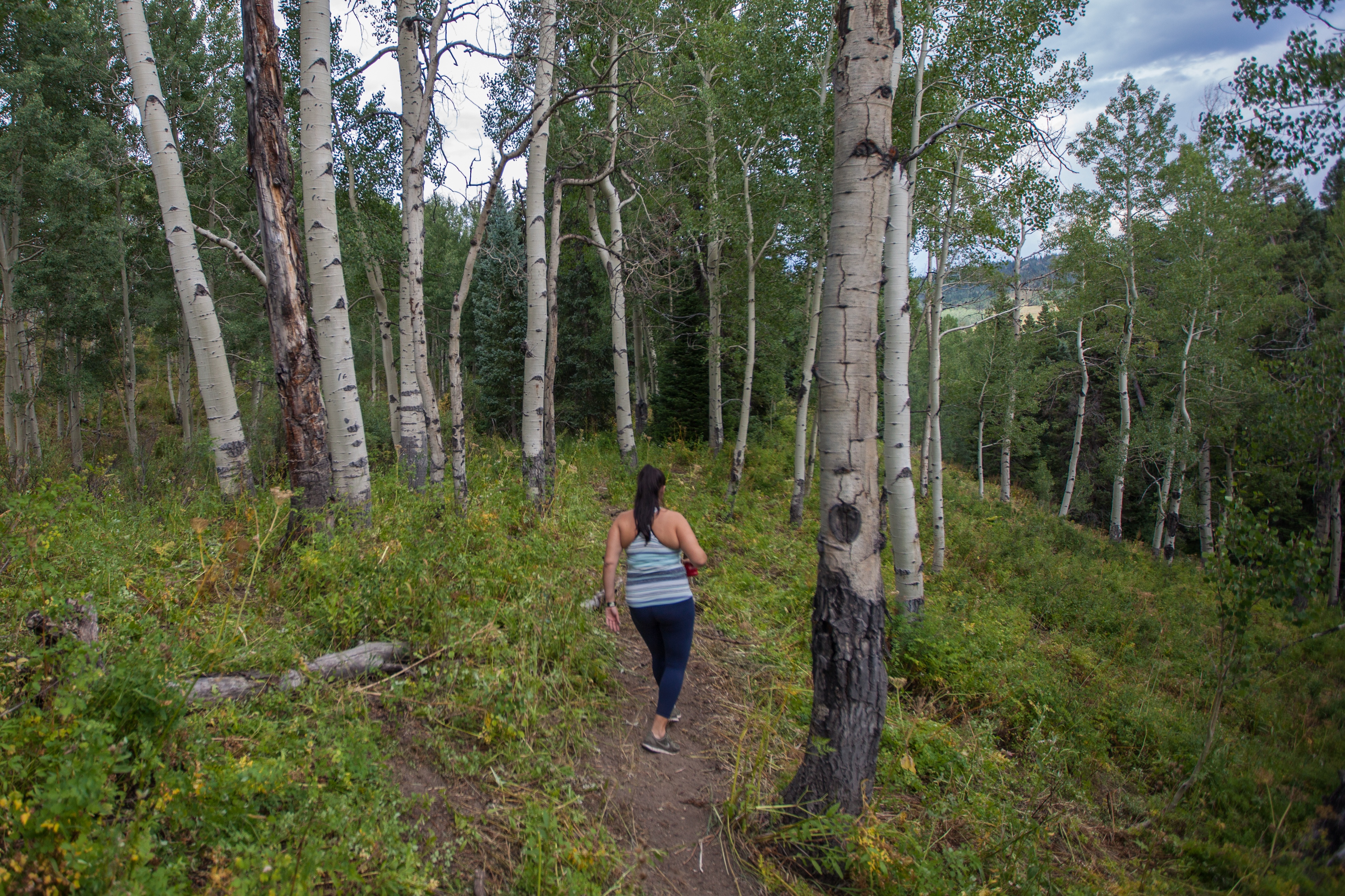 Camp Near Little Muddy Creek, Routt National Forest