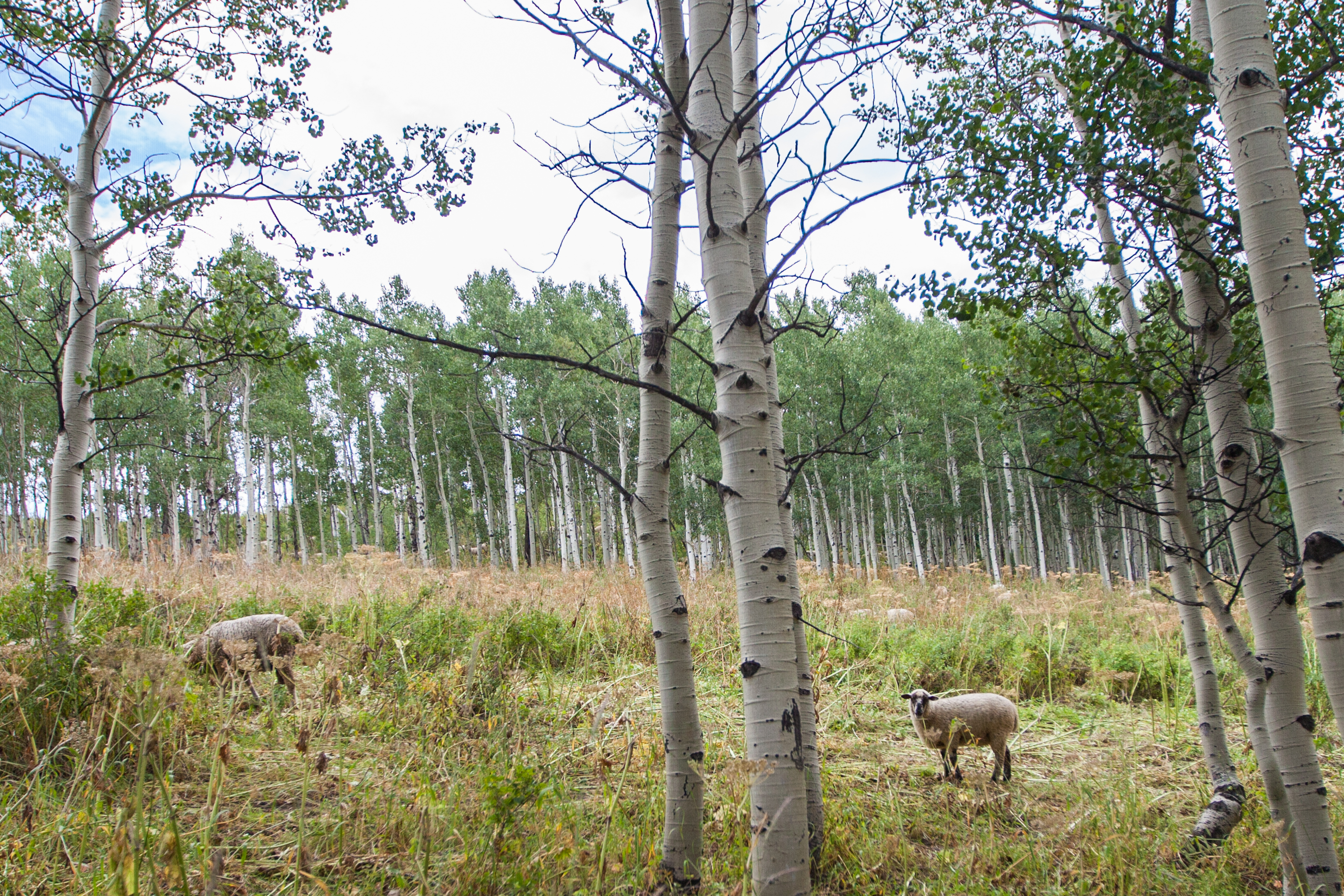 Camp Near Little Muddy Creek, Routt National Forest