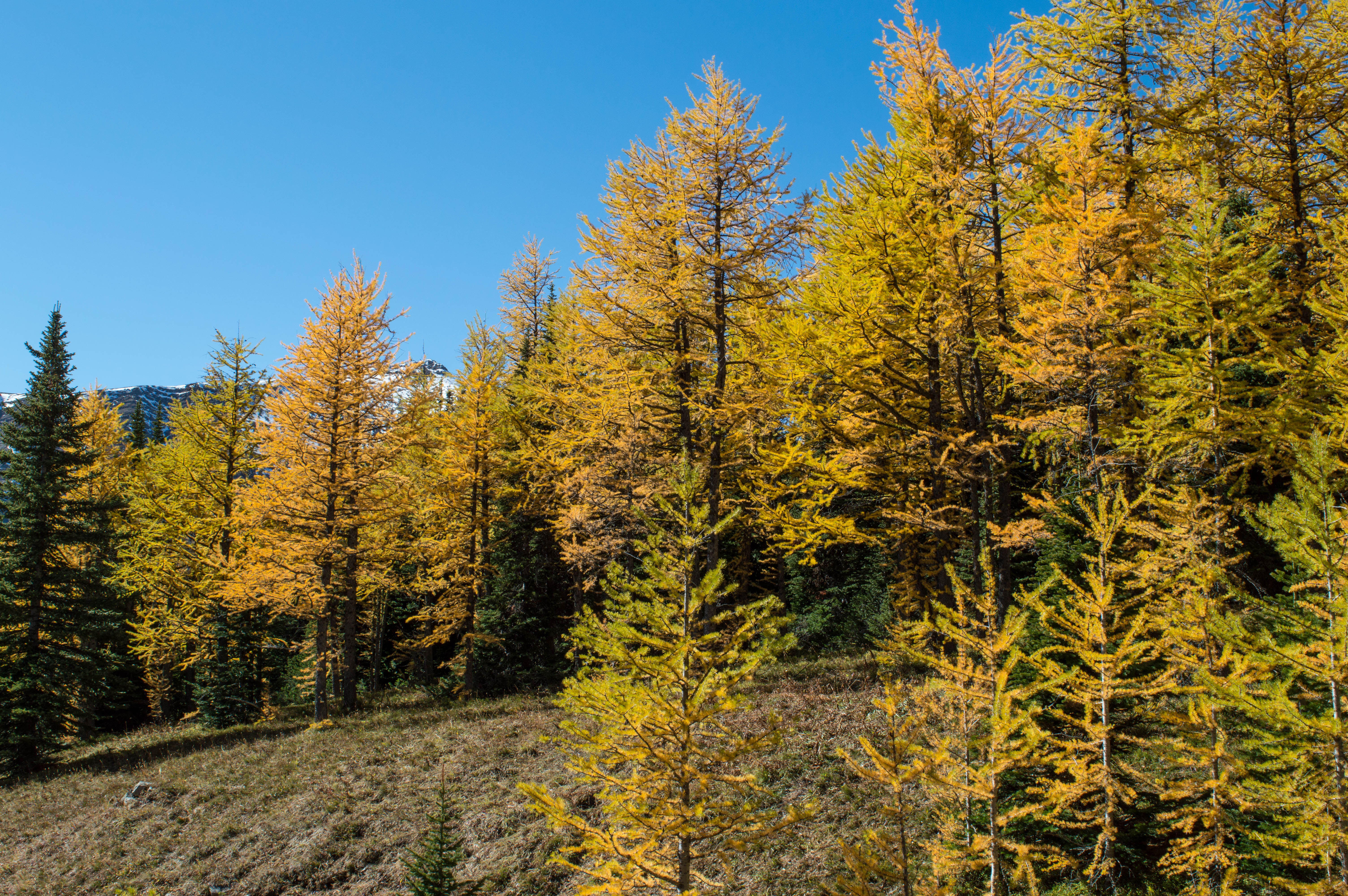 Hike to Little Arethusa