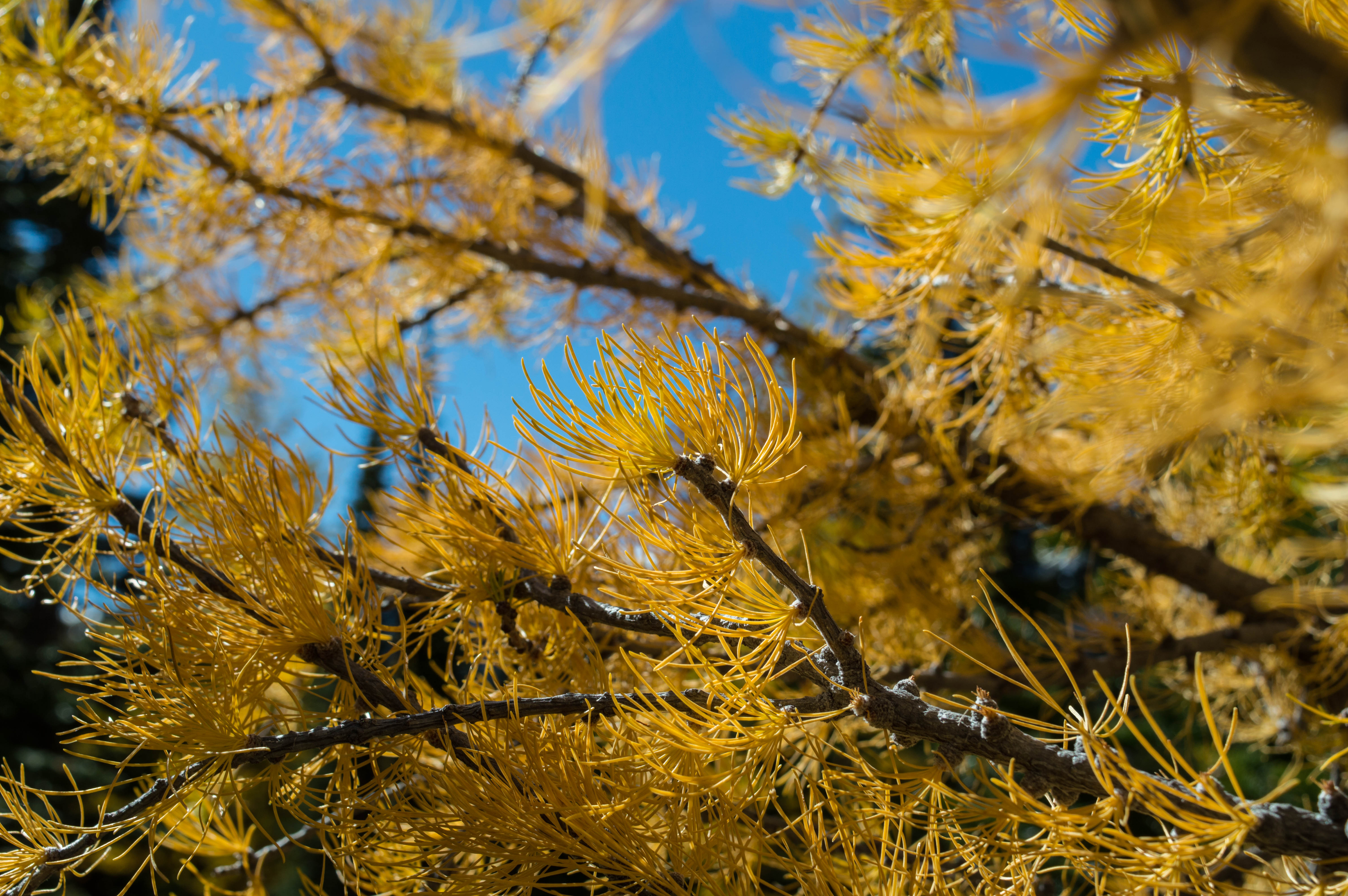 Hike to Little Arethusa