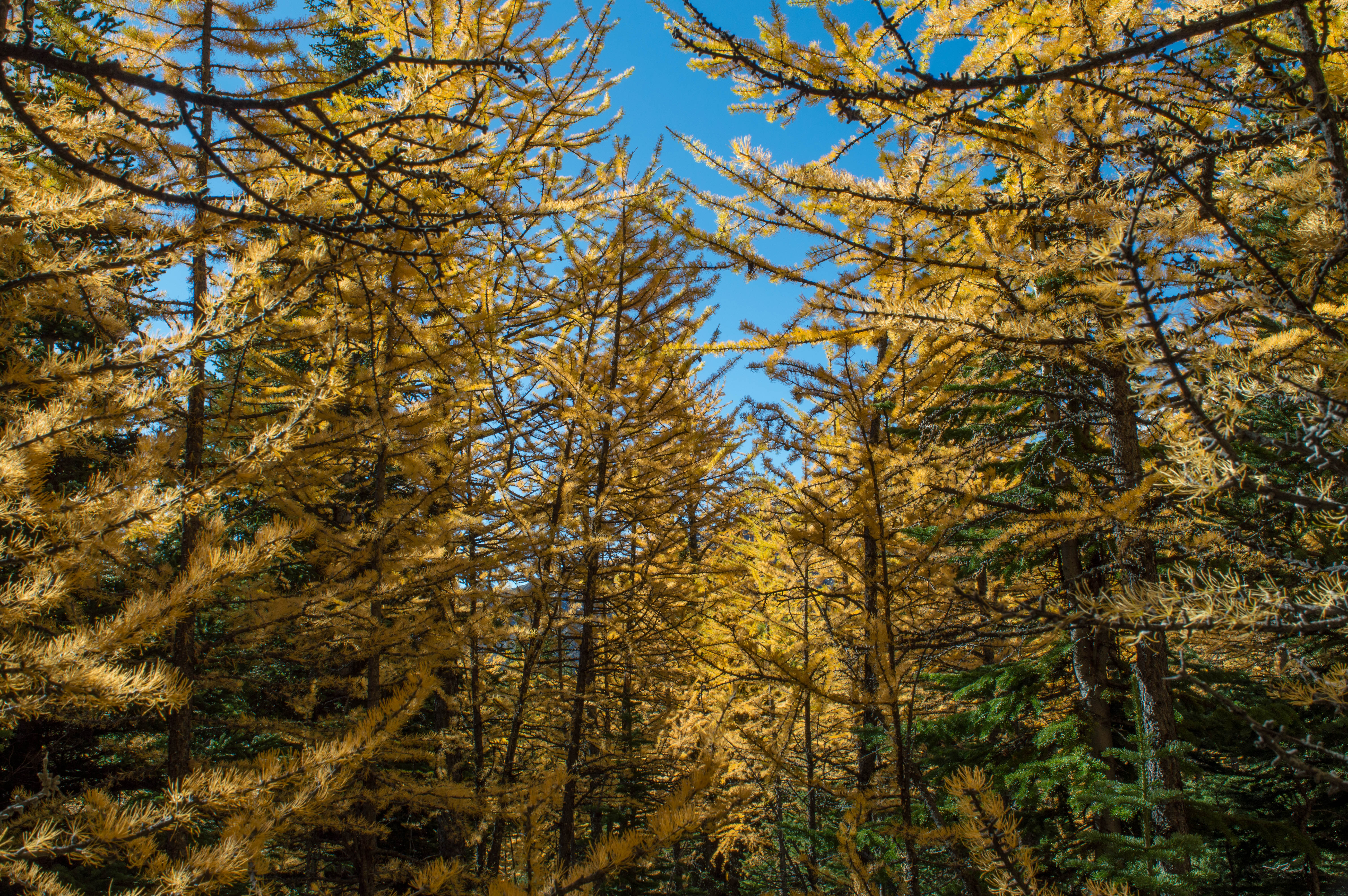 Hike to Little Arethusa