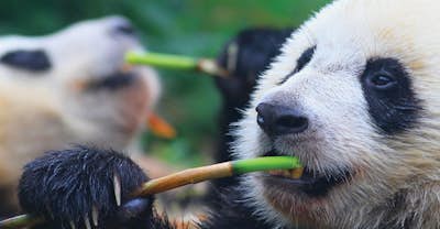 Absolute Panda China