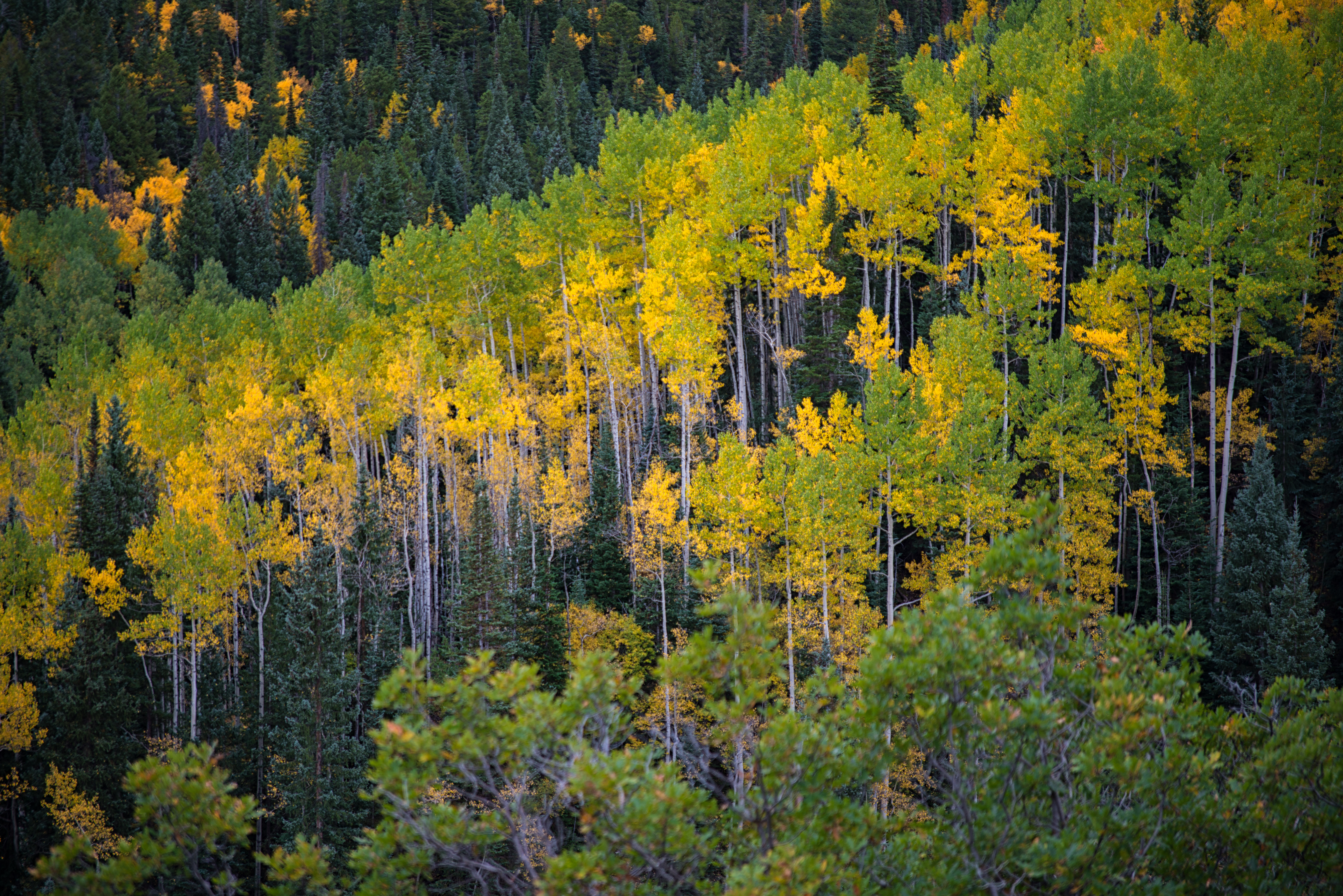 Explore Aspen's Foliage Along Government Trail