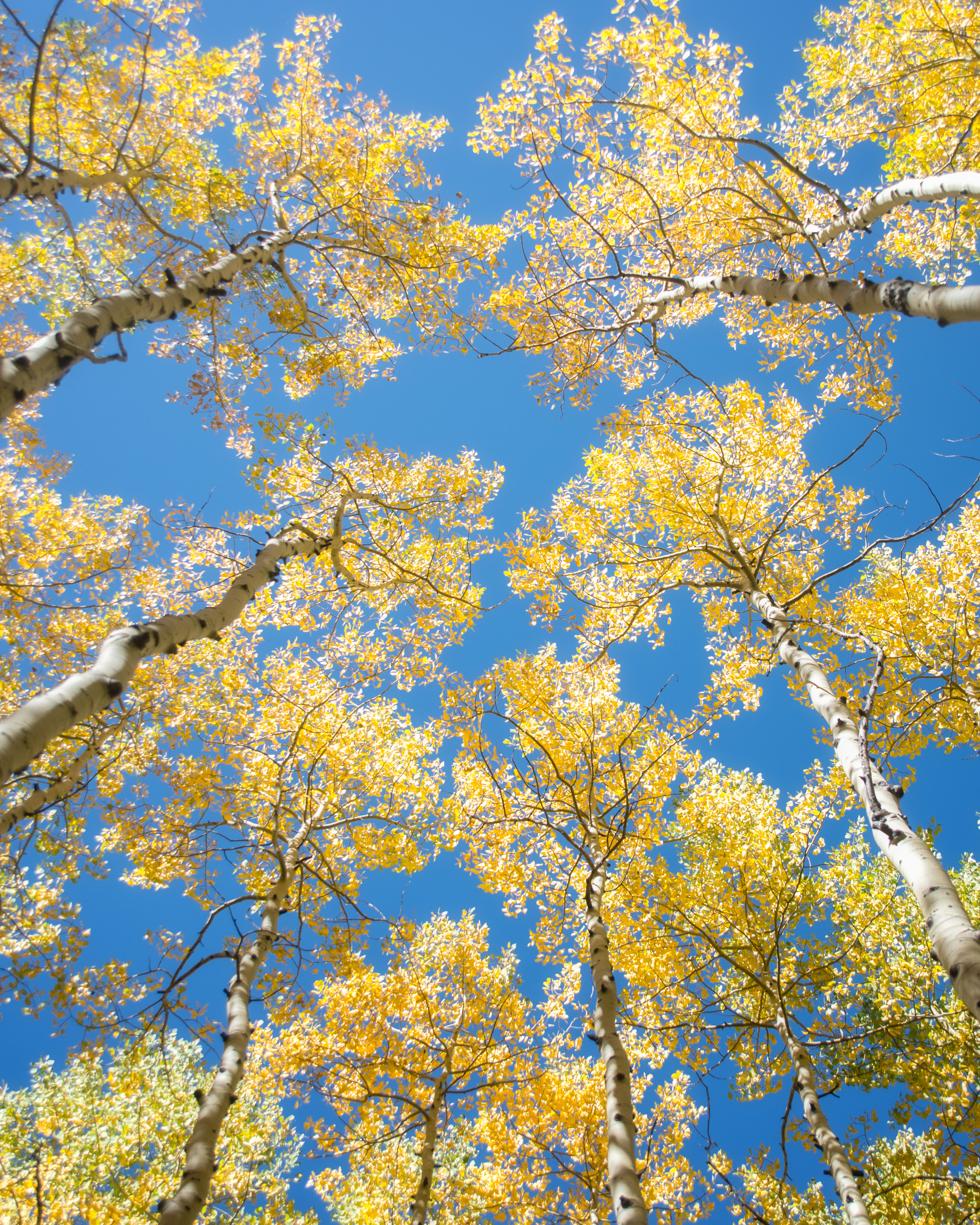 Explore Aspen's Foliage Along Government Trail