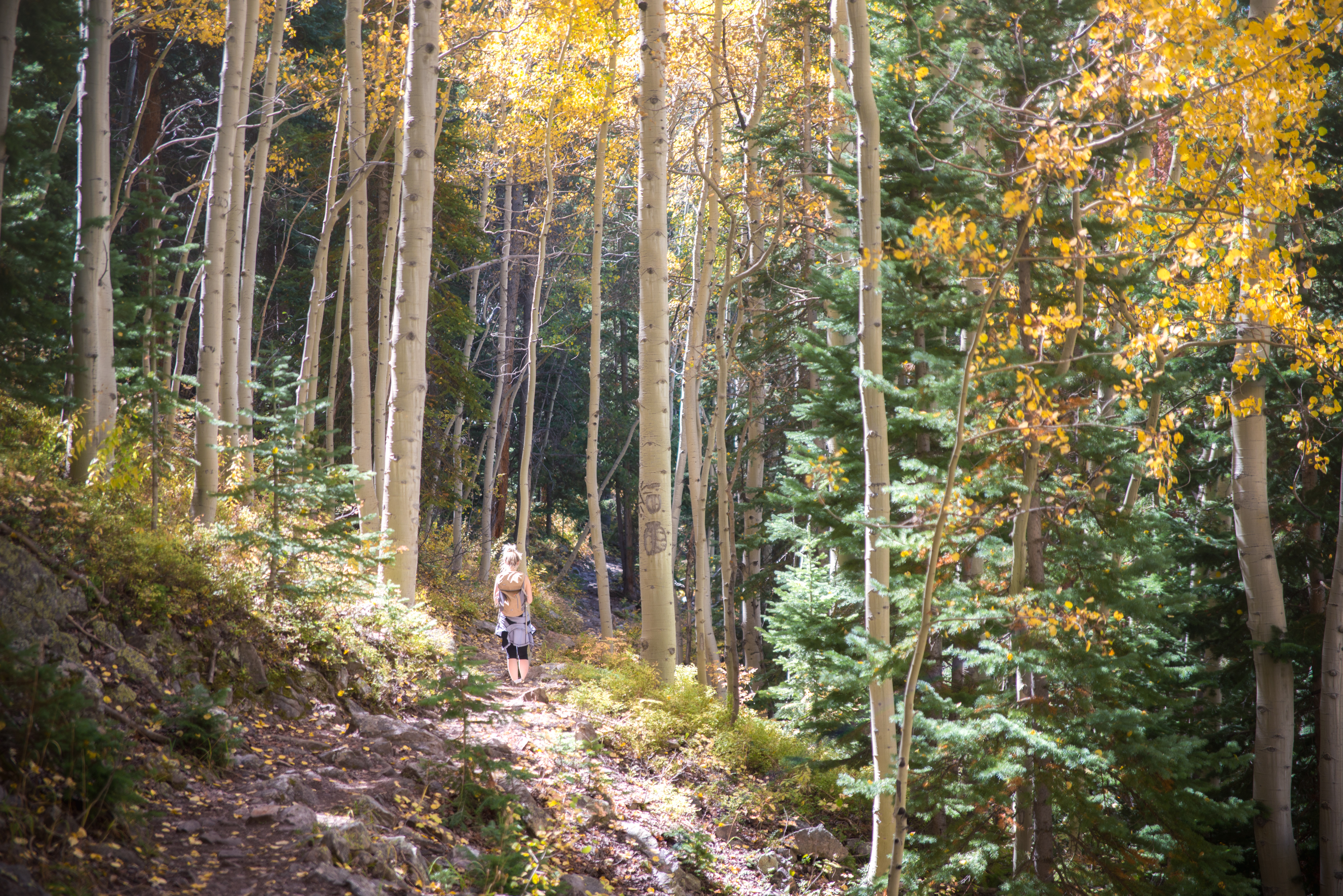 Explore Aspen's Foliage Along Government Trail