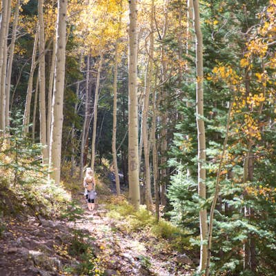 Explore Aspen's Foliage Along Government Trail