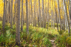 Explore Aspen's Foliage Along Government Trail