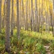 Explore Aspen's Foliage Along Government Trail