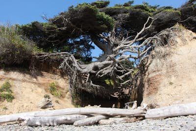 Explore the Southern Coast of Olympic National Park at Kalaloch Campground