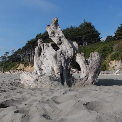 Explore the Southern Coast of Olympic National Park at Kalaloch Campground
