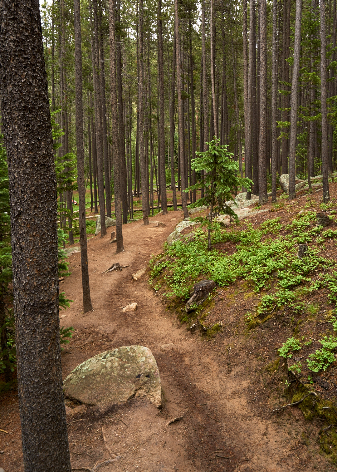 Hike the Ceran St. Vrain Trail