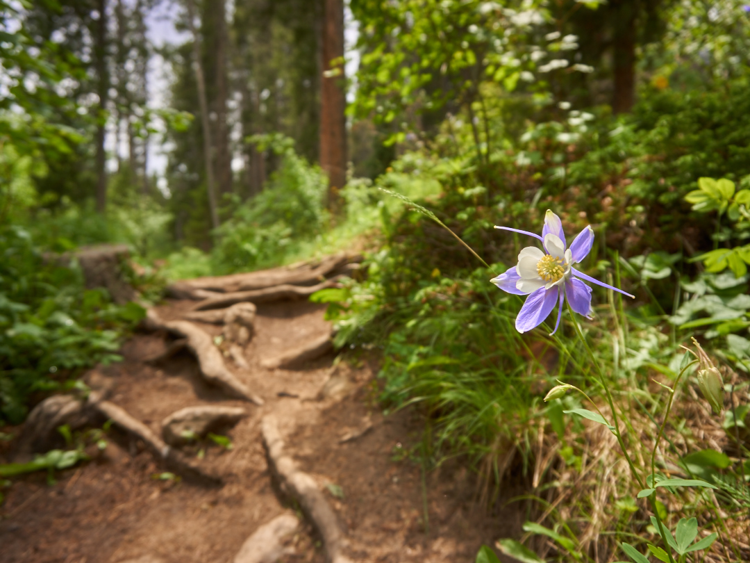 Hike the Ceran St. Vrain Trail