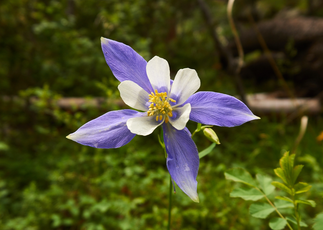 Hike the Ceran St. Vrain Trail