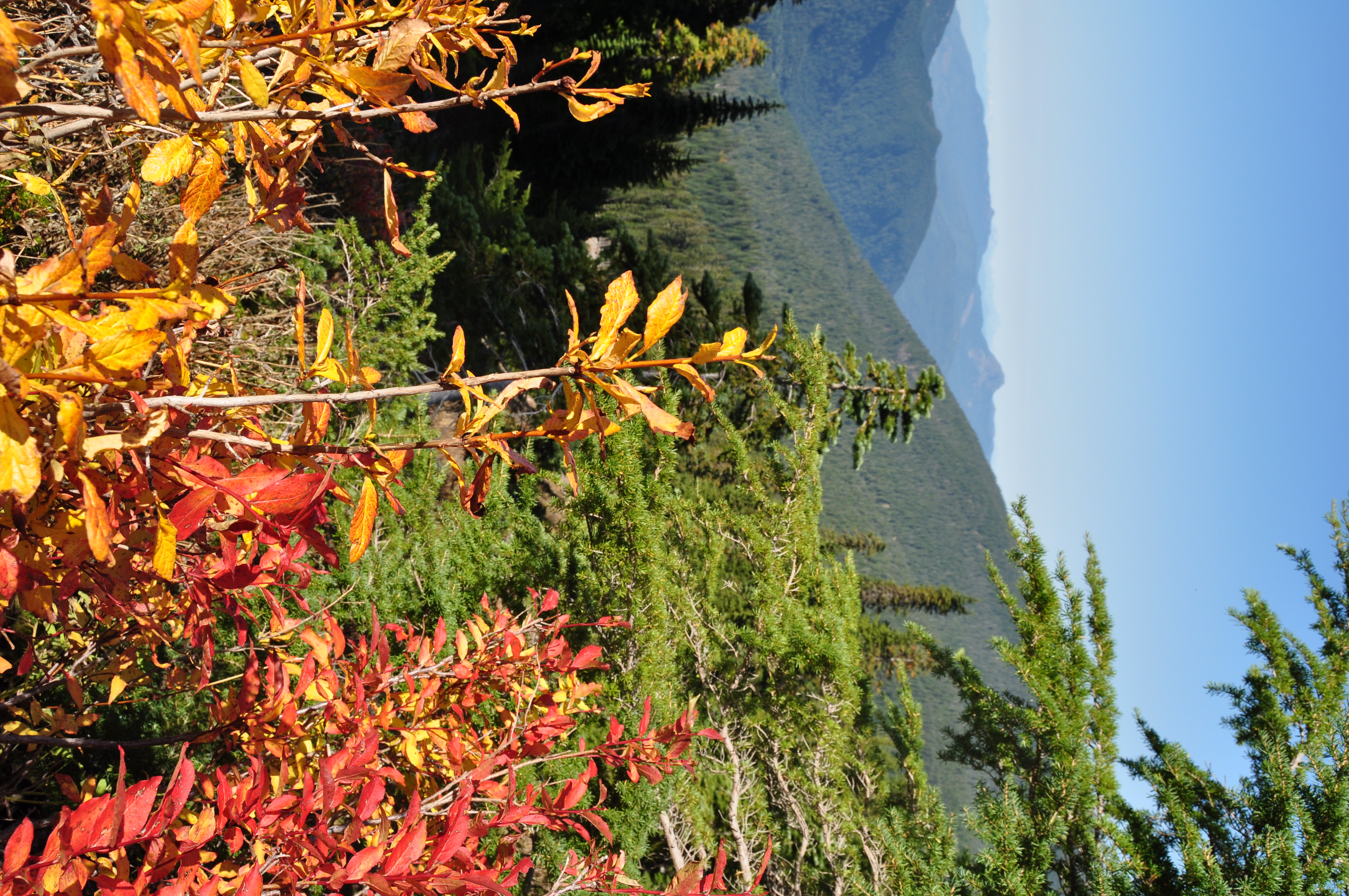 Hike Helitrope Ridge 