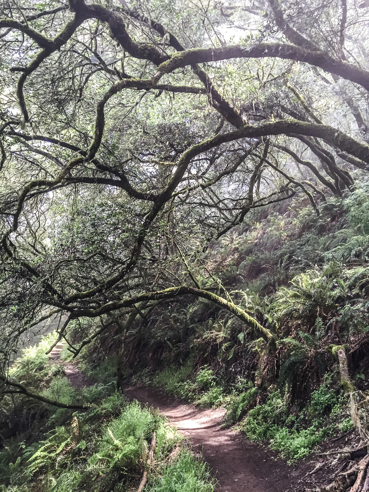 Matt Davis-Coastal Trail Loop 