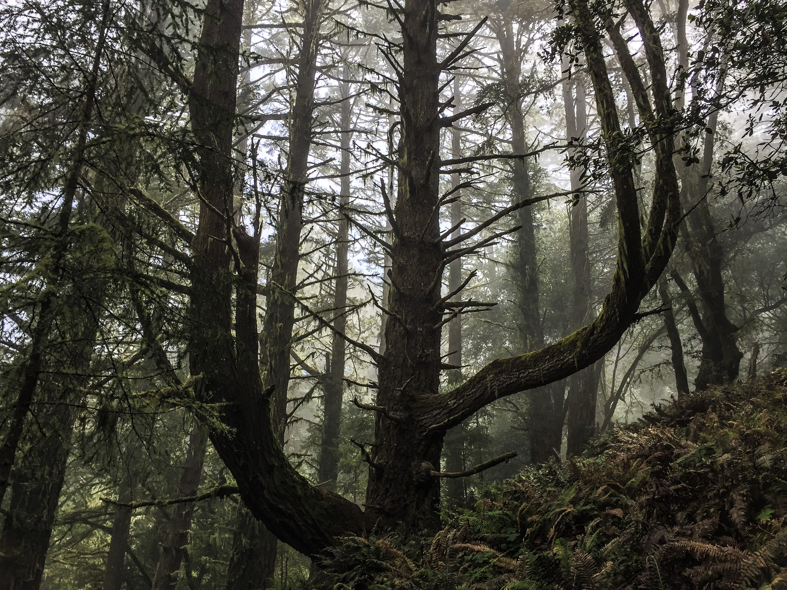 Matt Davis-Coastal Trail Loop 