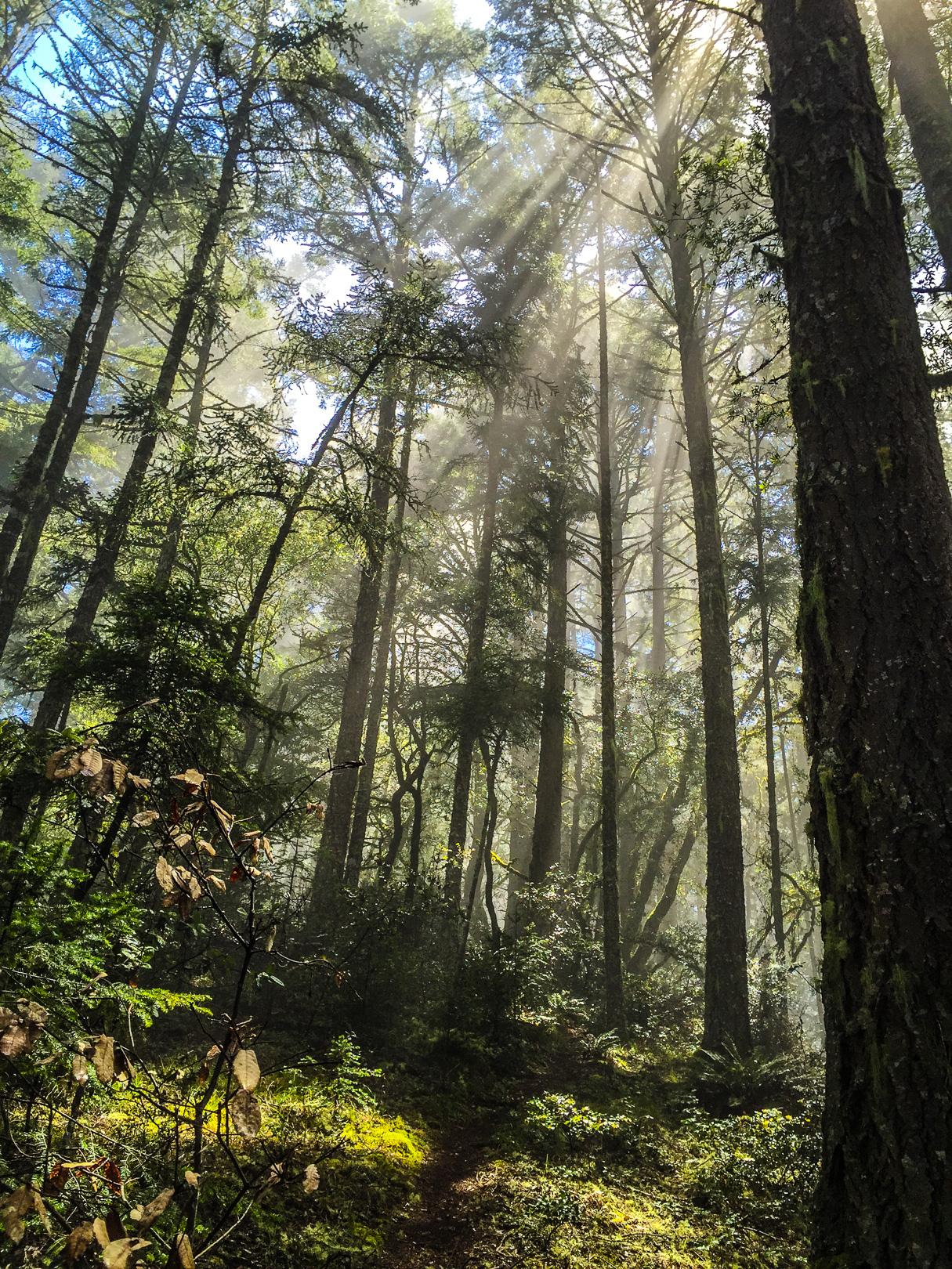 Matt Davis-Coastal Trail Loop 